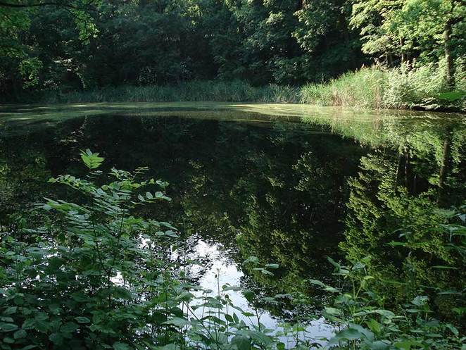 Picture: Pond near Kröllwitz, Halle-Saale - Photo by Gian Merlevede